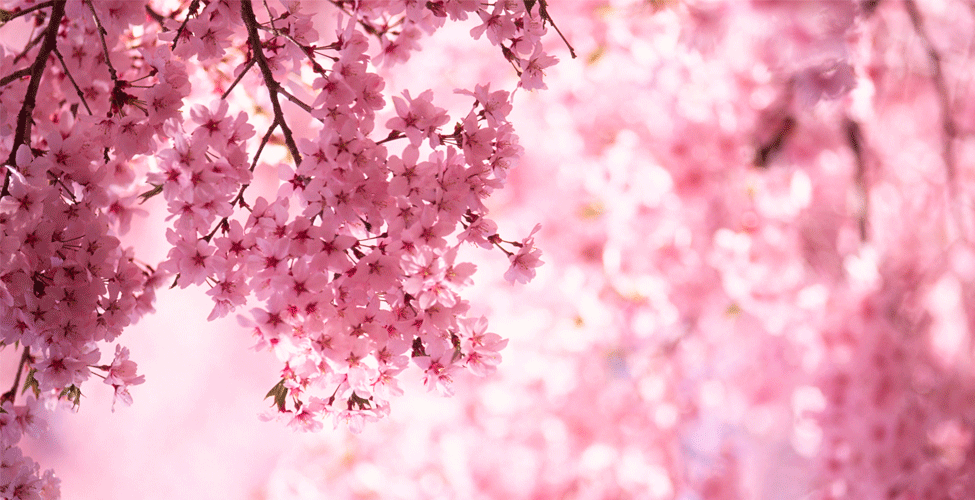 Japanese Cherry Blossoms